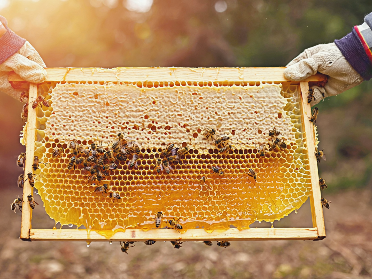 Honigwabe mit Bienen im warmen Licht